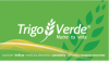 Foto de Trigo Verde