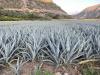 Foto de Agroagaves